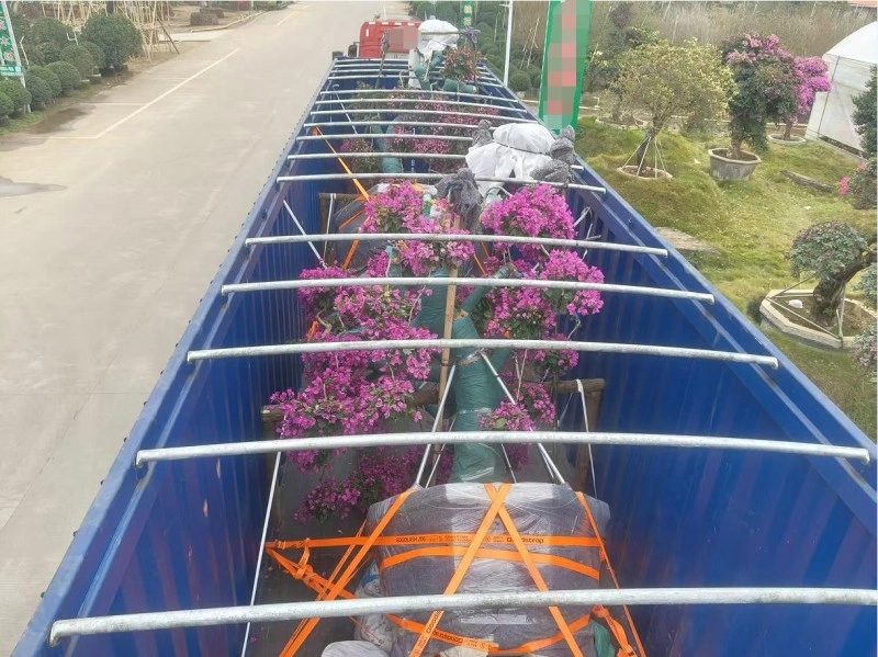 An overhead view of a blue open-top shipping container filled with multiple potted bougainvillea plants, each secured with orange lashing straps and supported by a metal framework to prevent damage during transit.